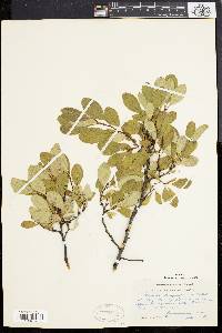 Prunus susquehanae image