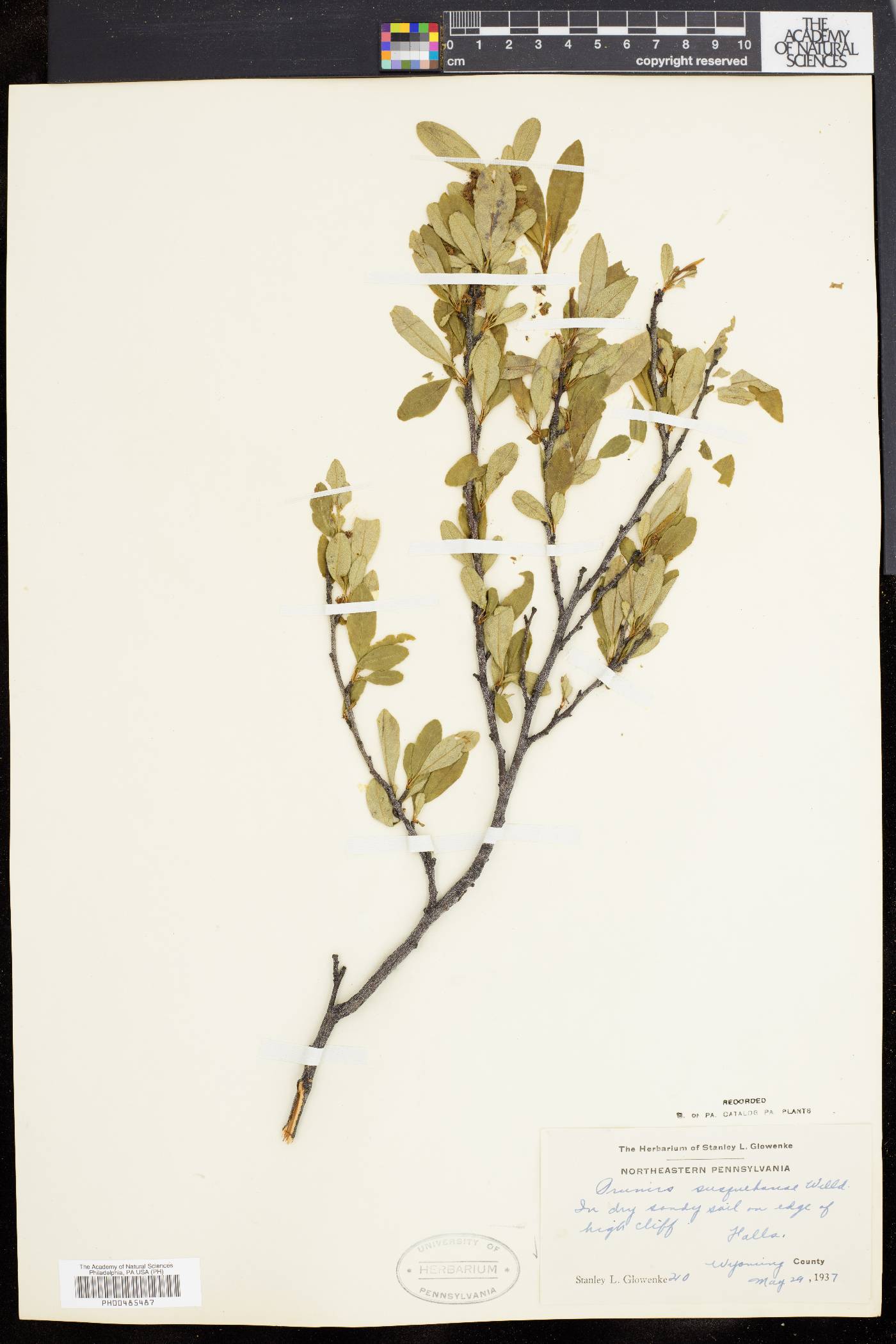 Prunus susquehanae image