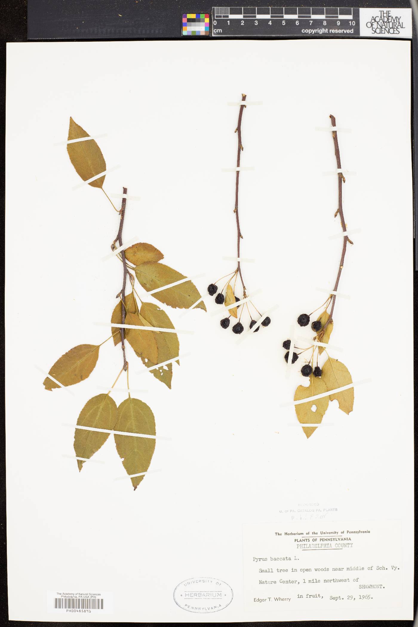 Pyrus baccata image