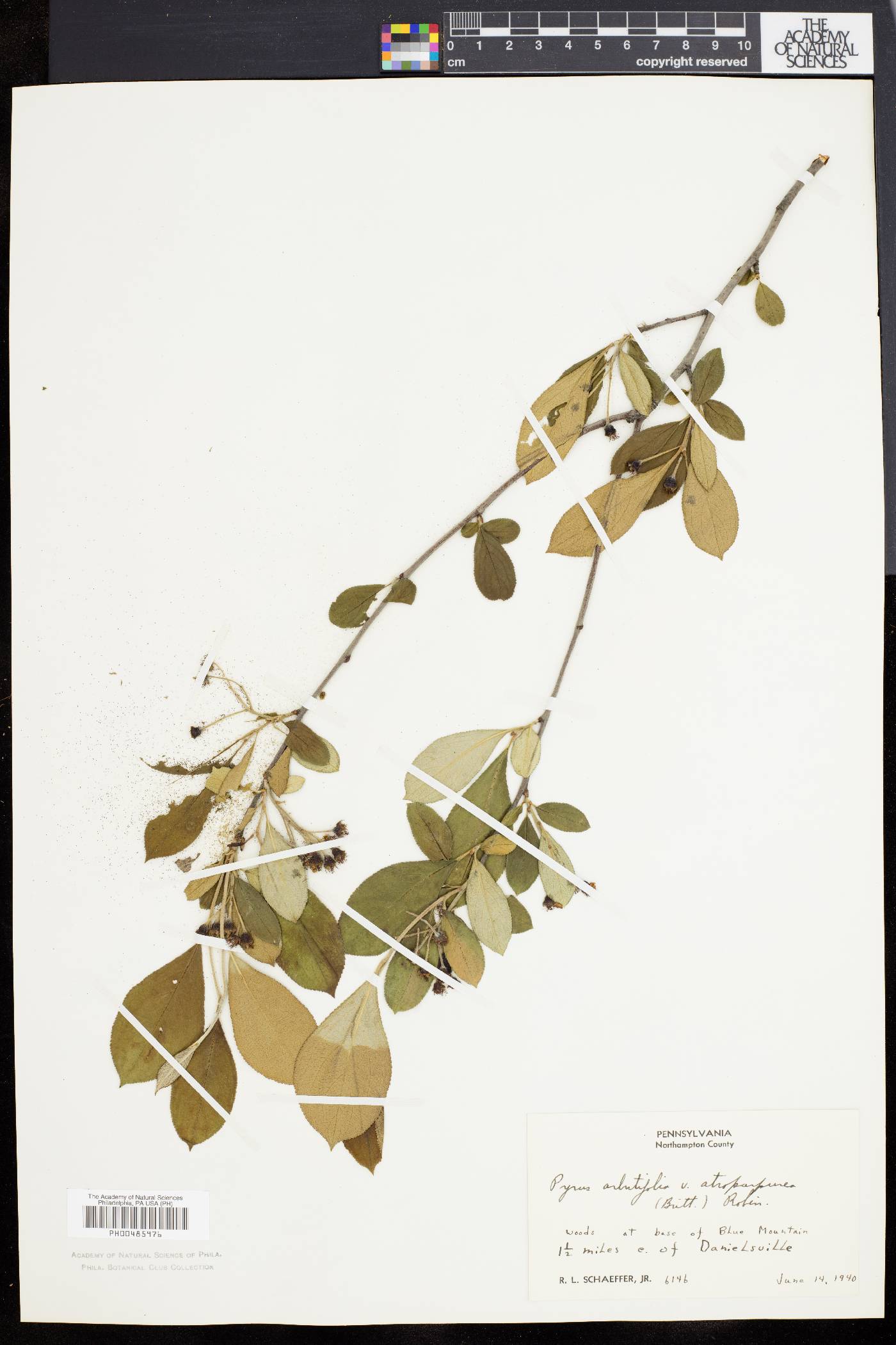 Pyrus floribunda image