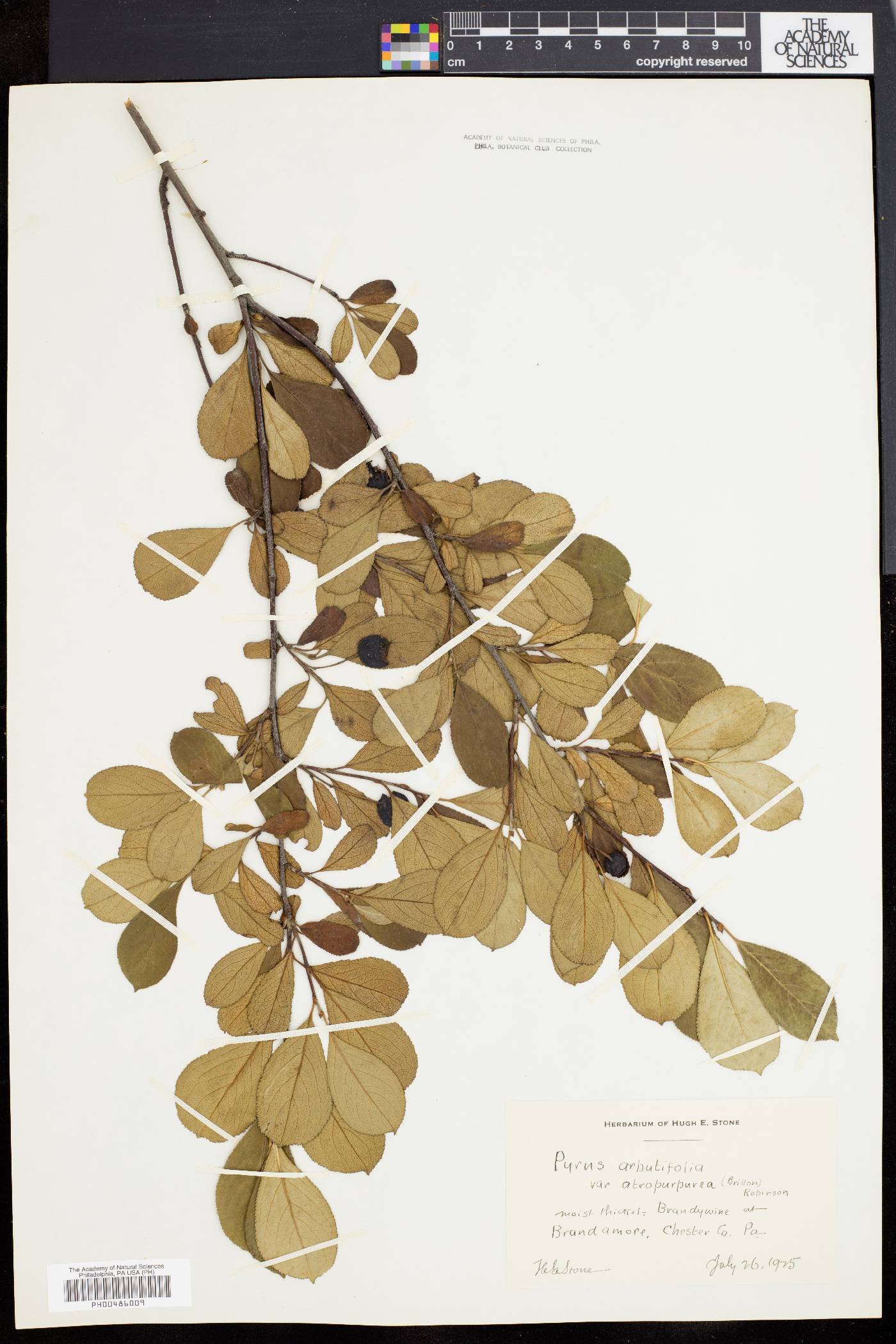 Pyrus floribunda image