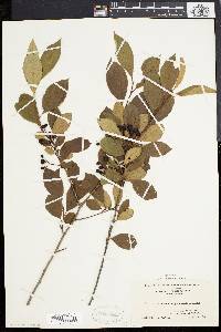 Pyrus melanocarpa image