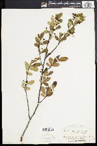 Pyrus melanocarpa image