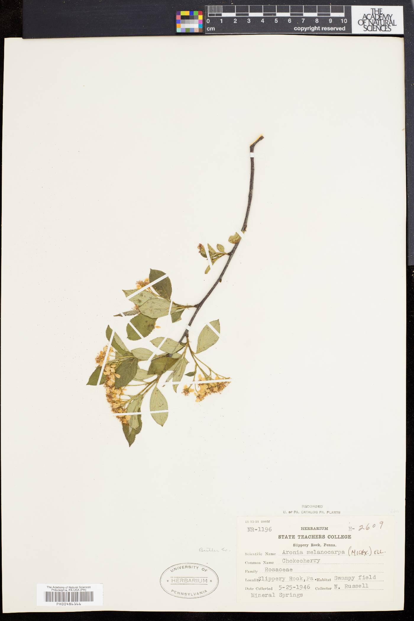 Pyrus melanocarpa image