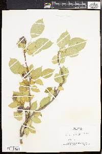 Pyrus prunifolia image