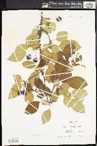 Pyrus prunifolia image