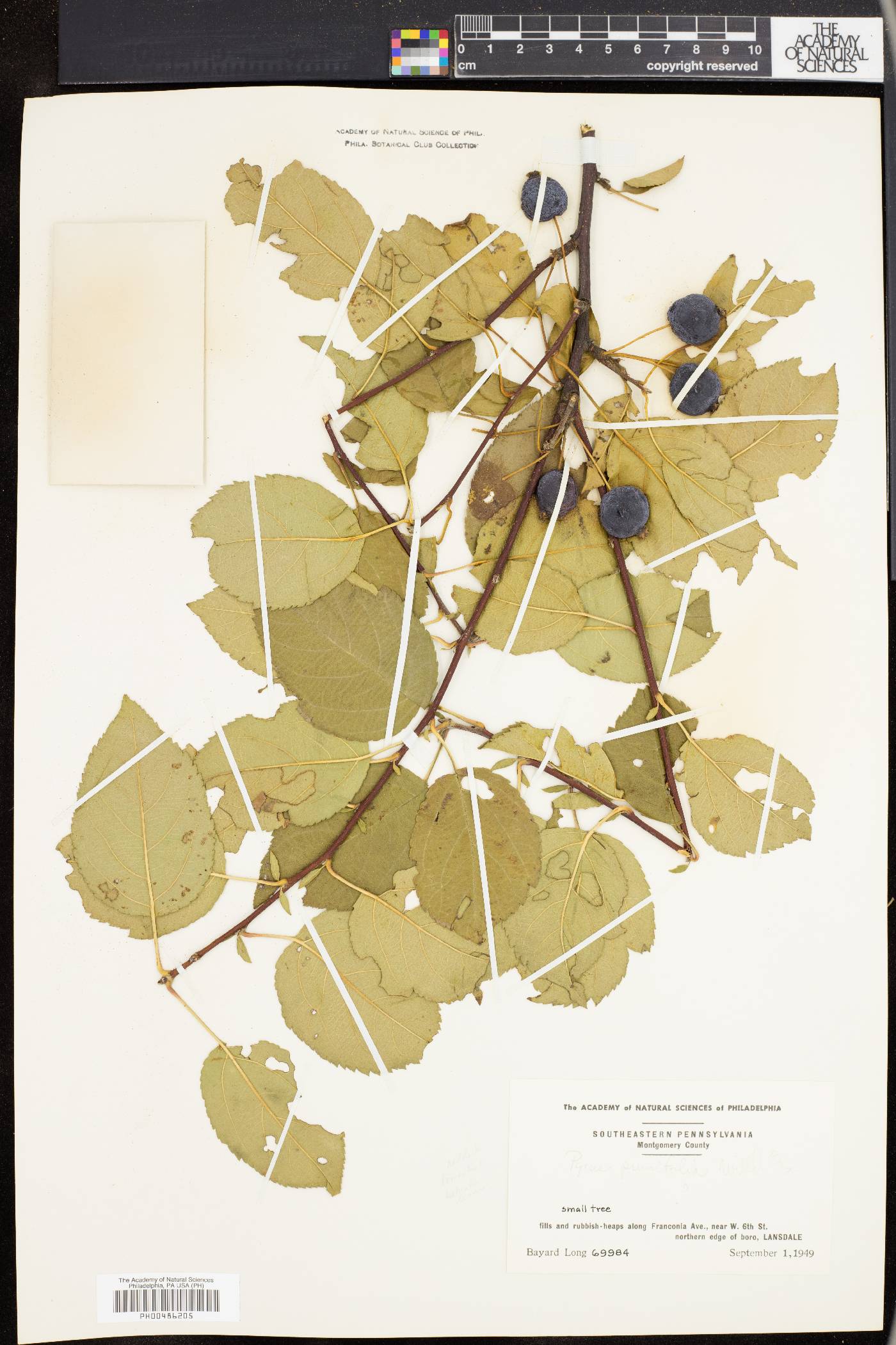 Pyrus prunifolia image