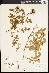 Rosa canina image