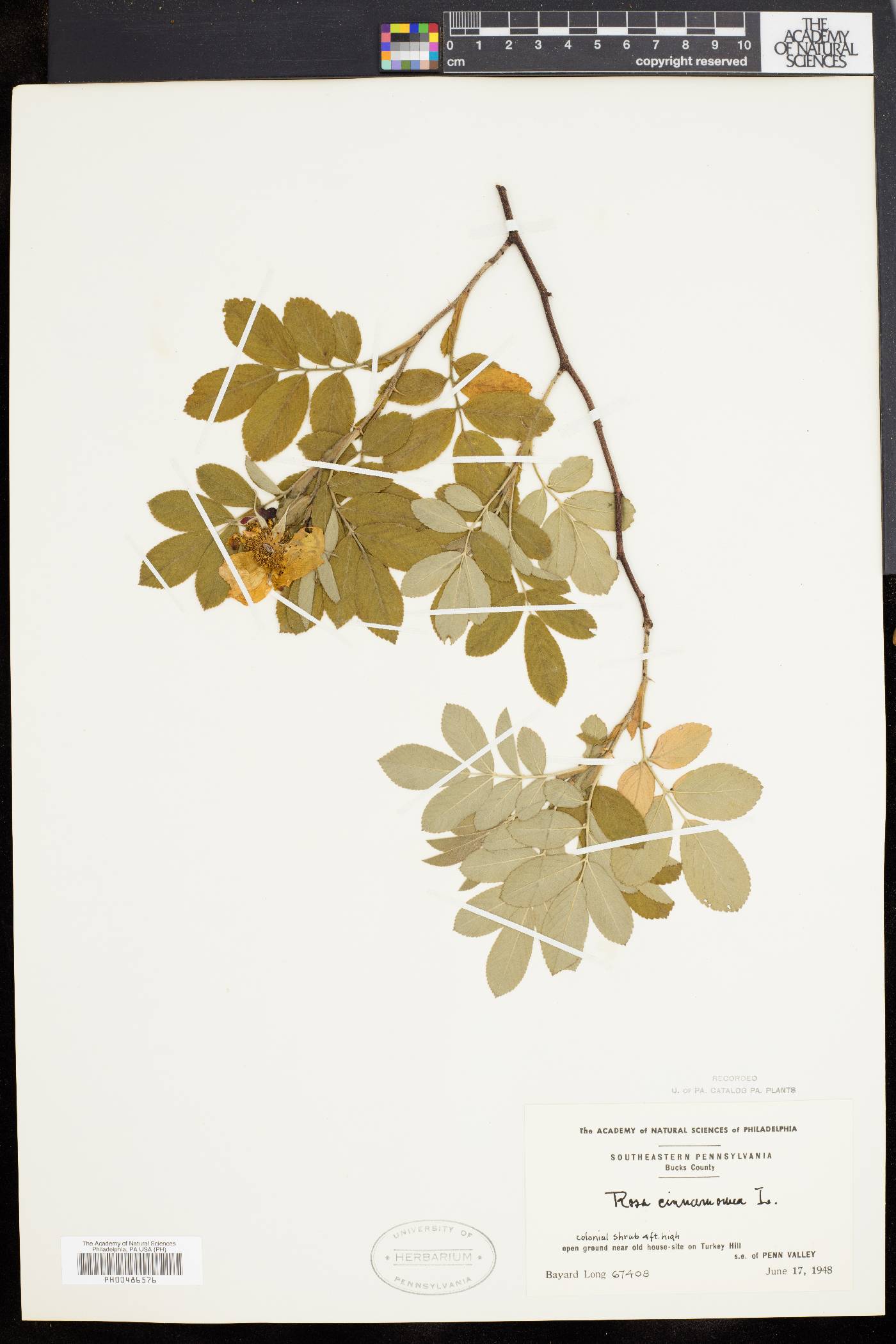 Rosa cinnamomea image