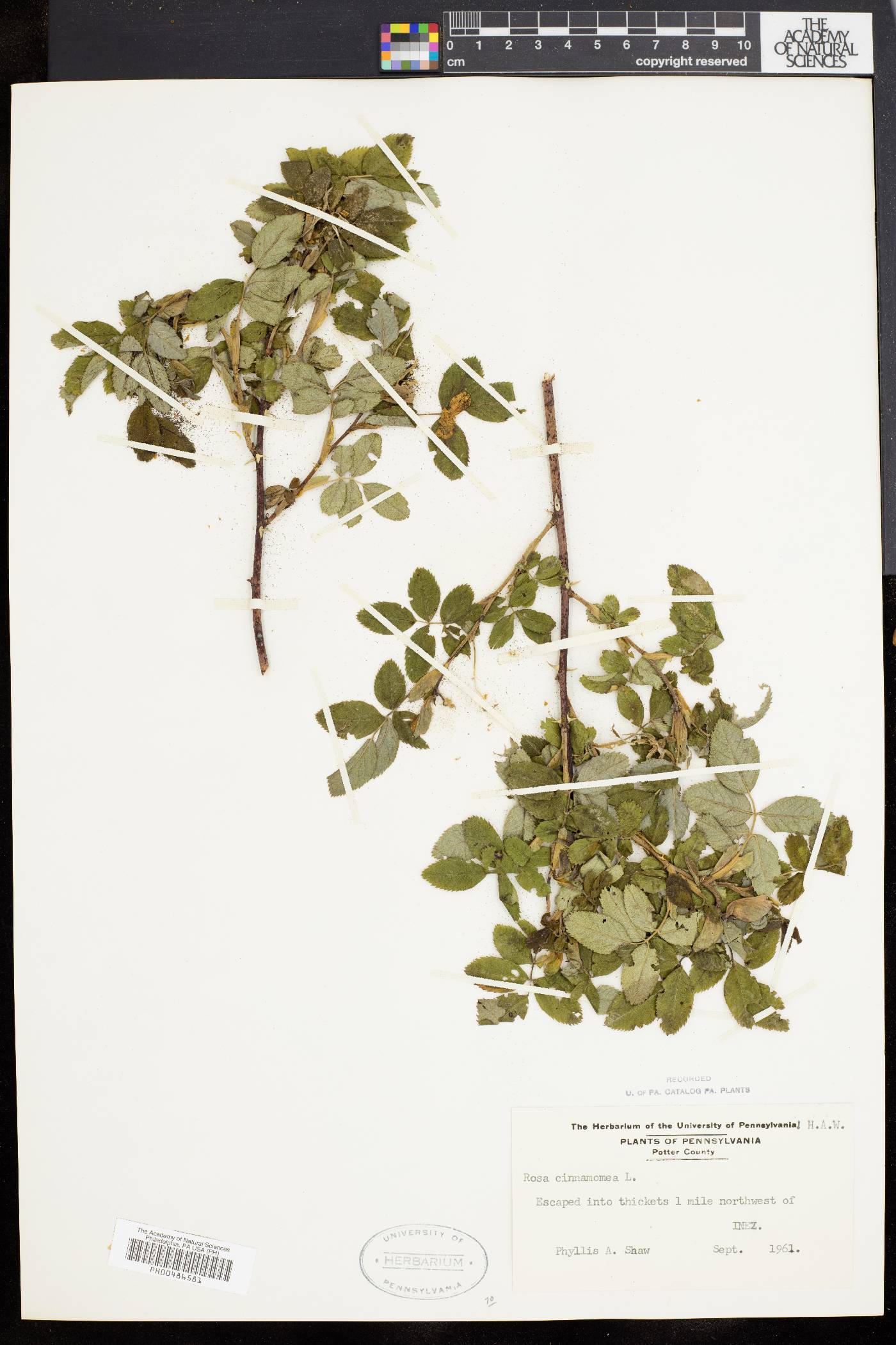 Rosa cinnamomea image