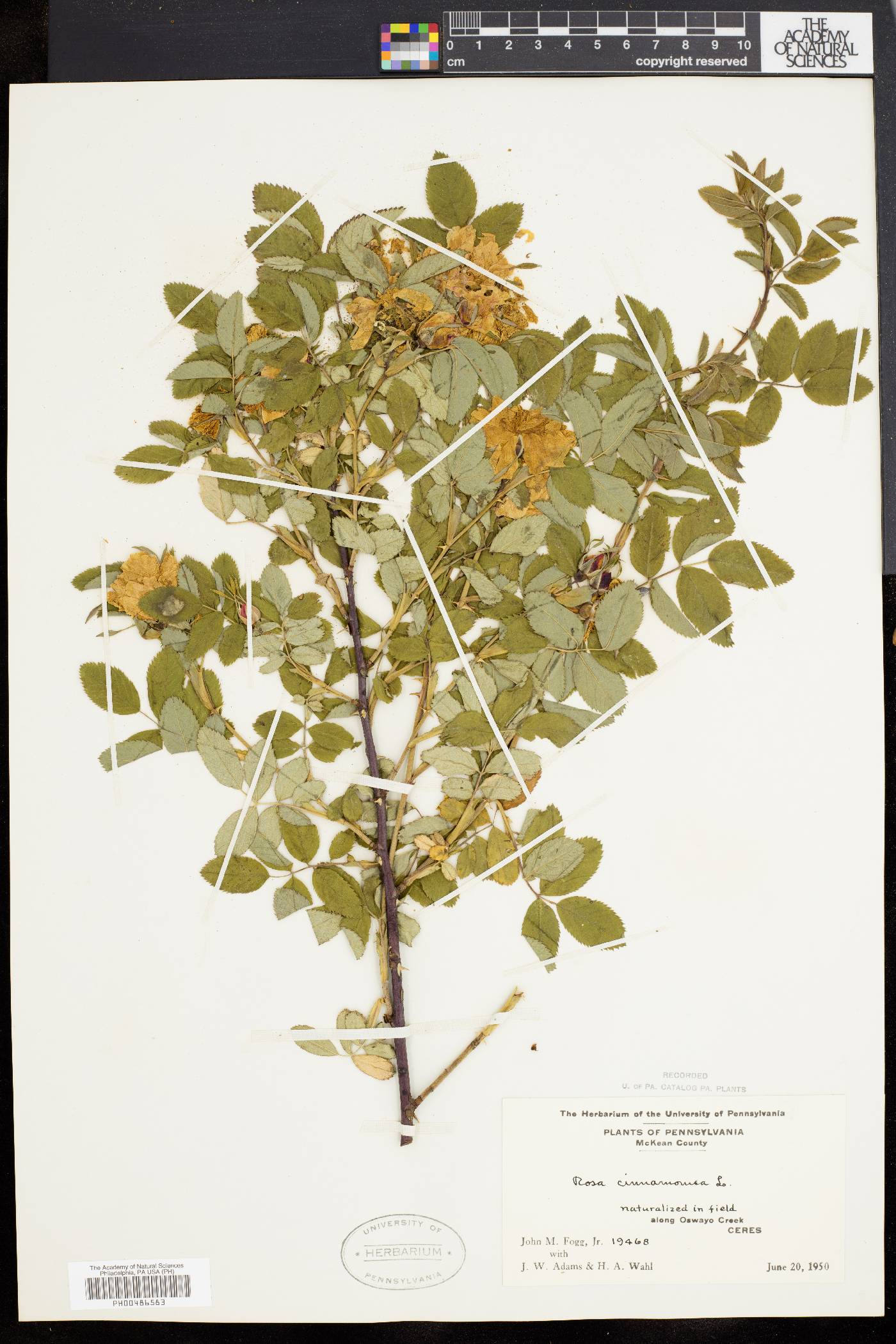 Rosa cinnamomea image