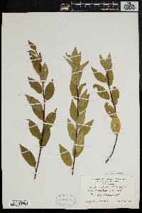 Prunus alleghaniensis image