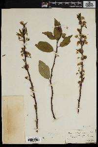 Prunus alleghaniensis image