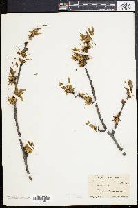 Prunus avium image