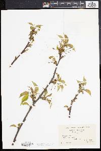 Prunus cerasus image