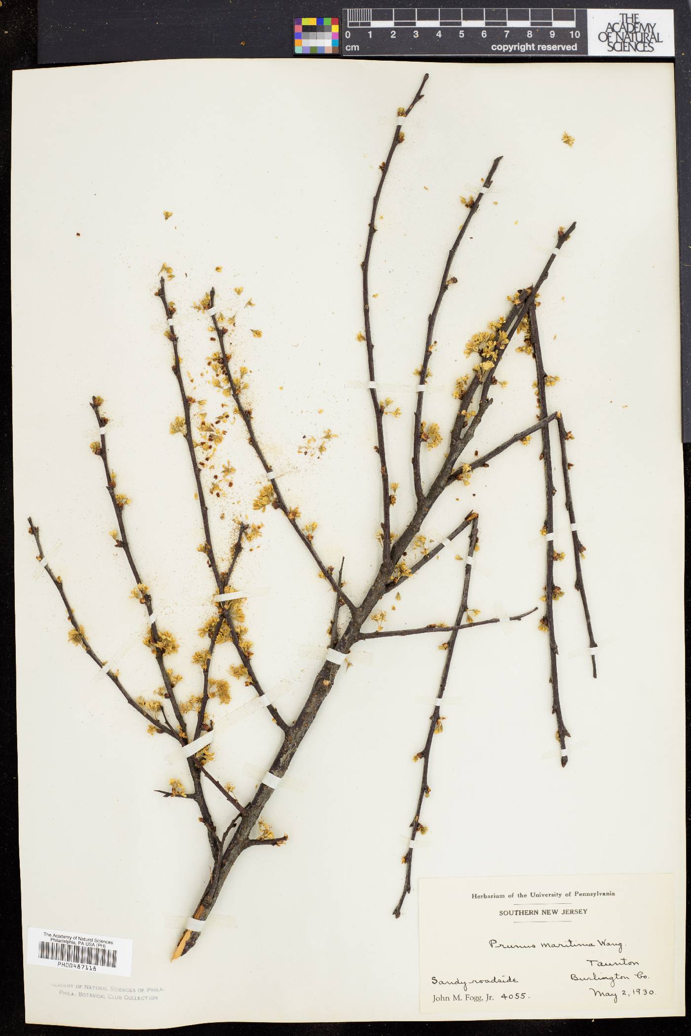 Prunus maritima image