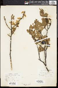 Prunus maritima image