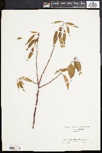 Image of Prunus munsoniana
