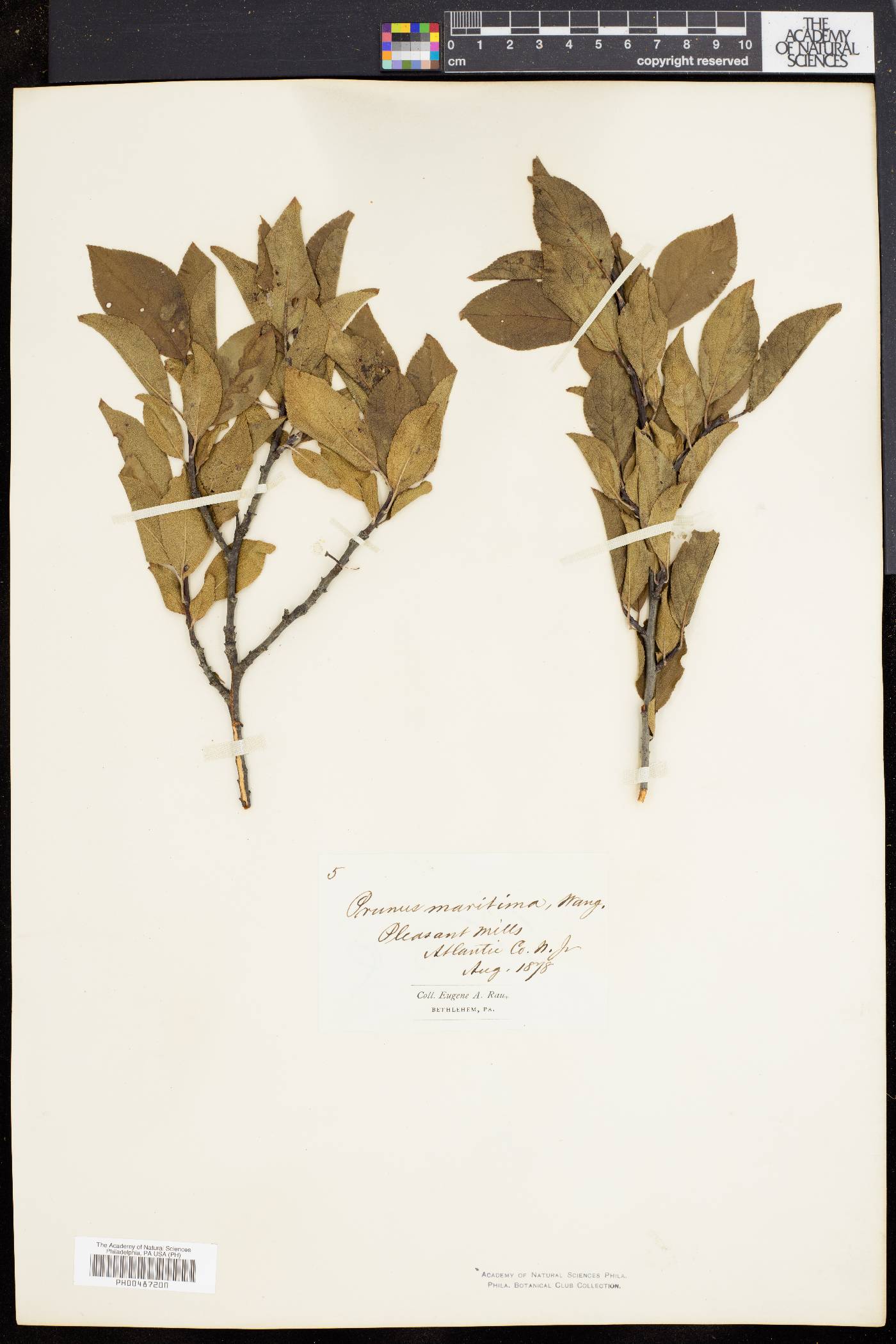 Prunus maritima image