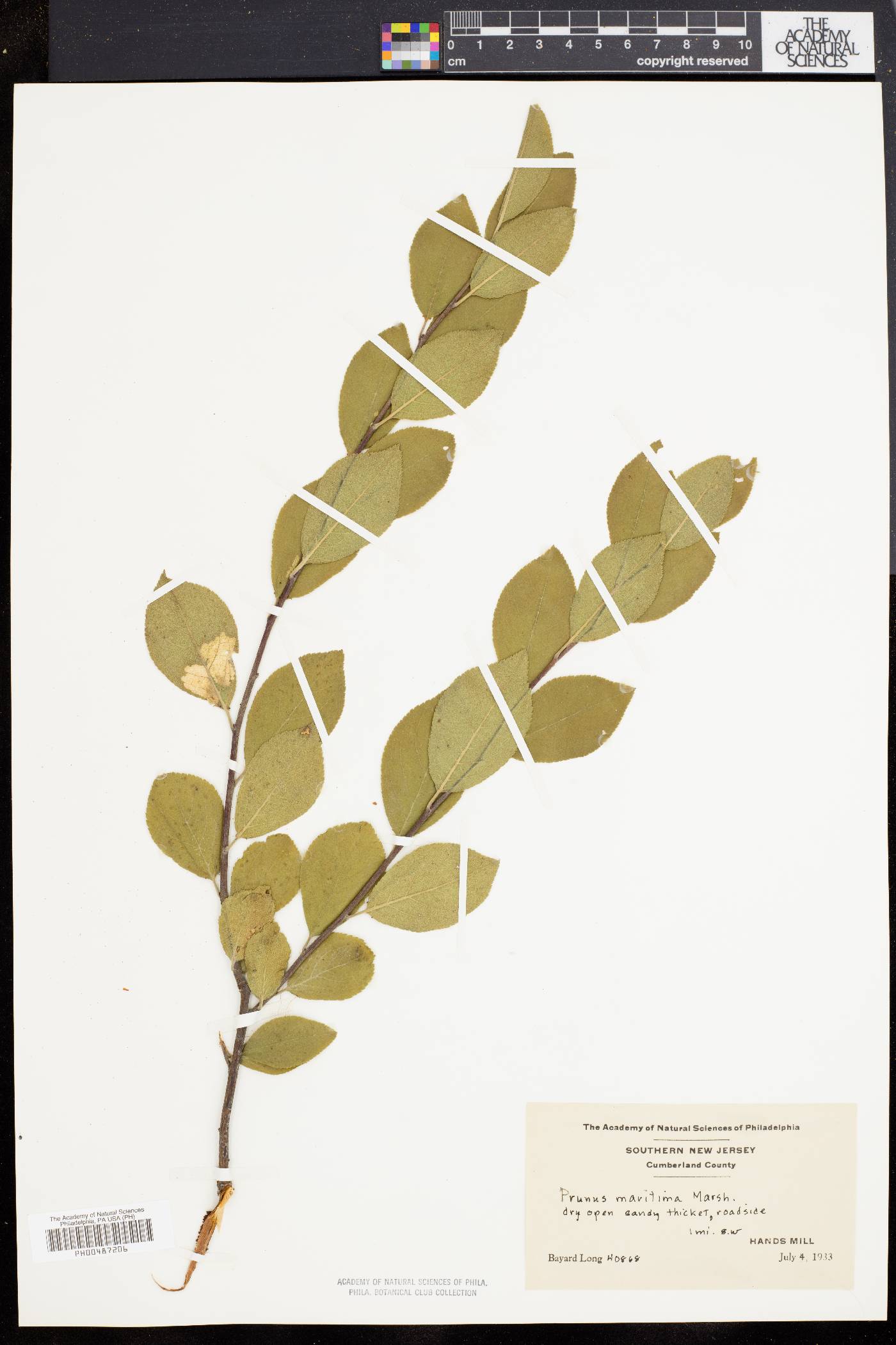 Prunus maritima image