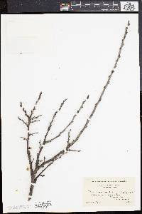 Prunus maritima image