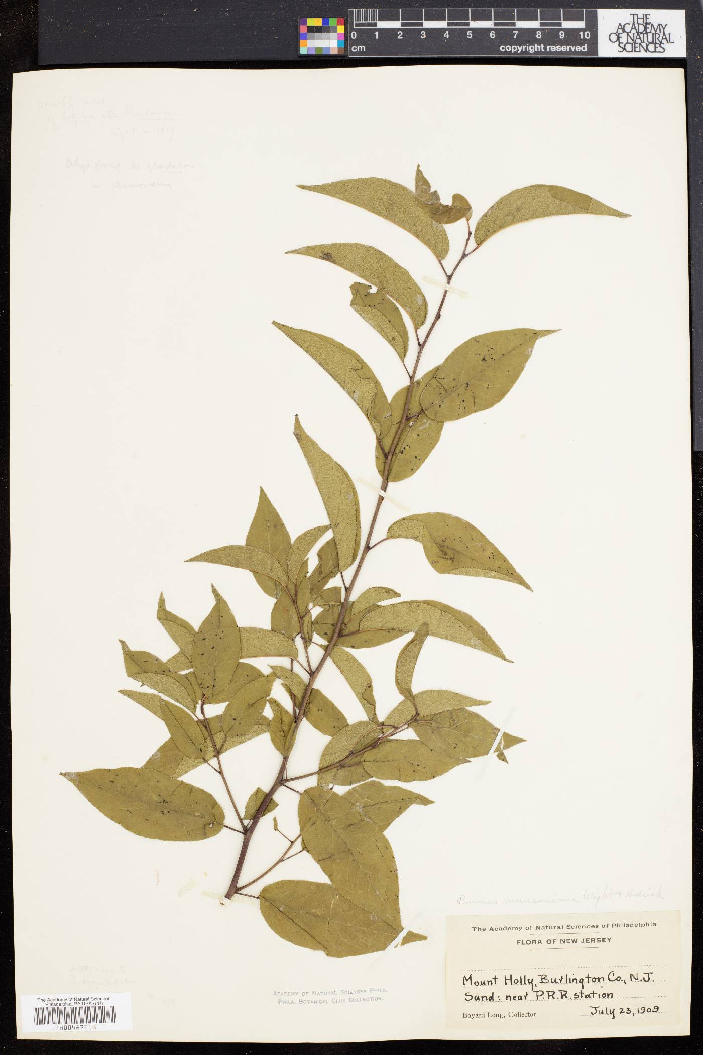 Prunus munsoniana image