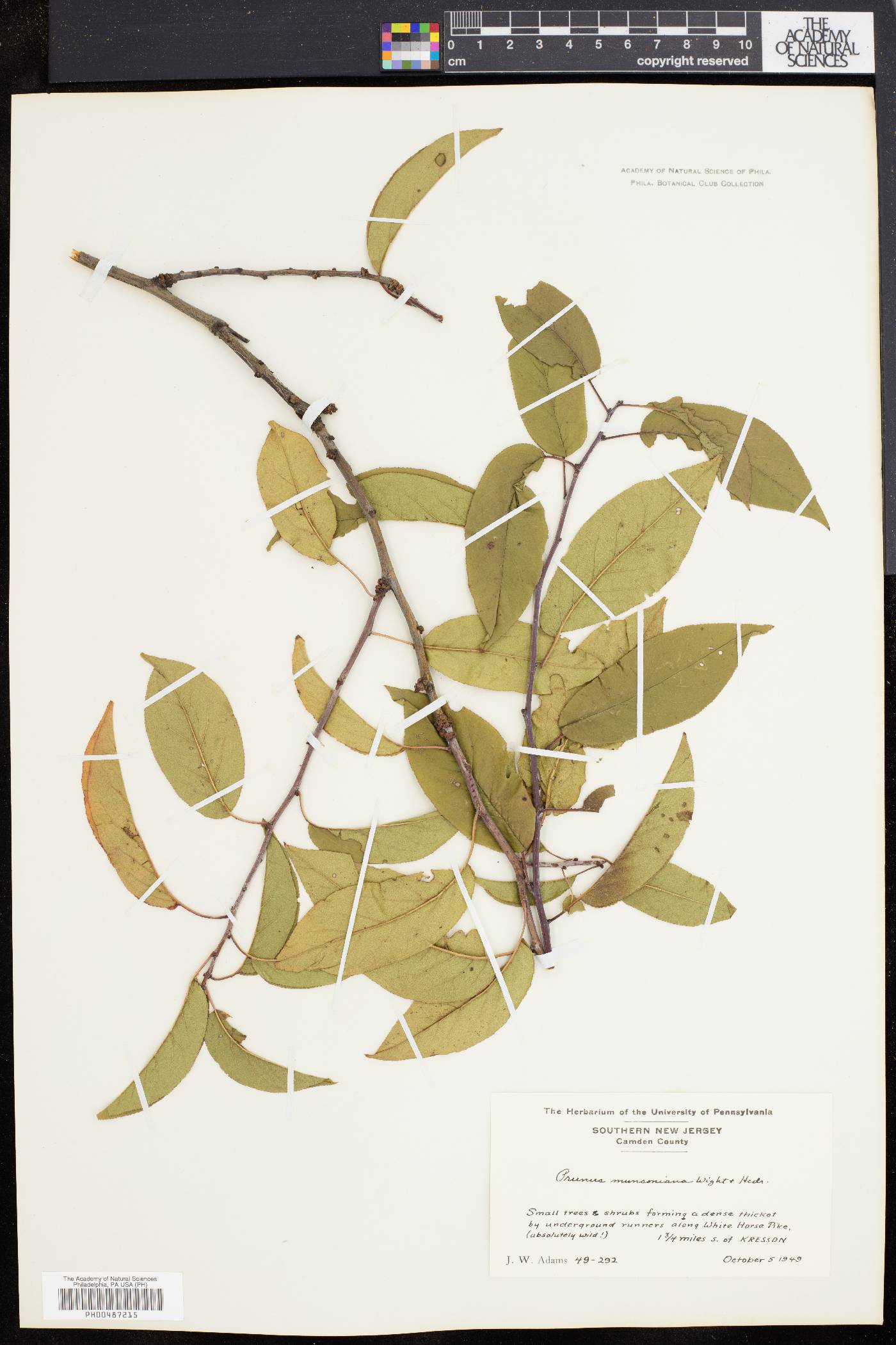 Prunus munsoniana image
