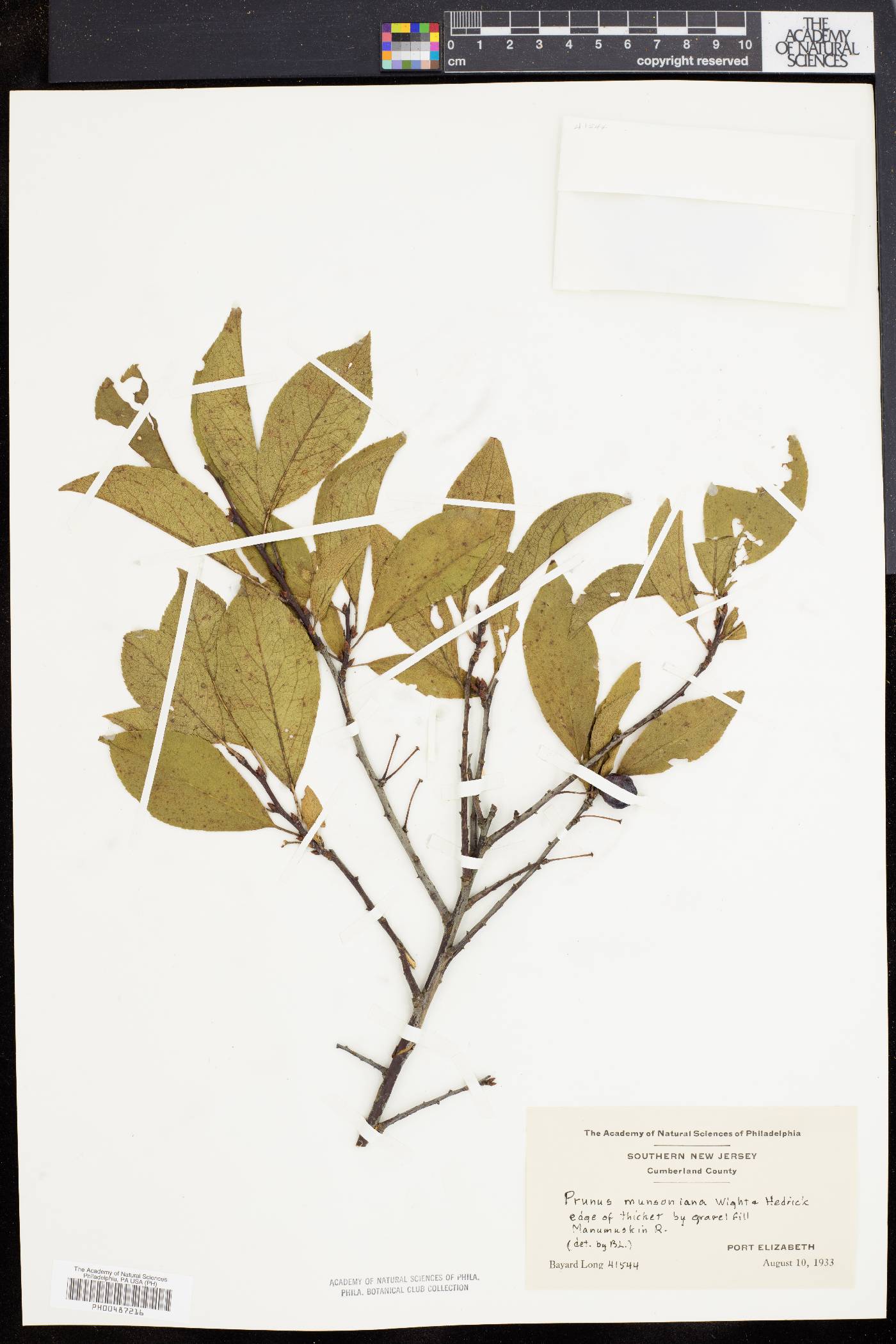 Prunus munsoniana image