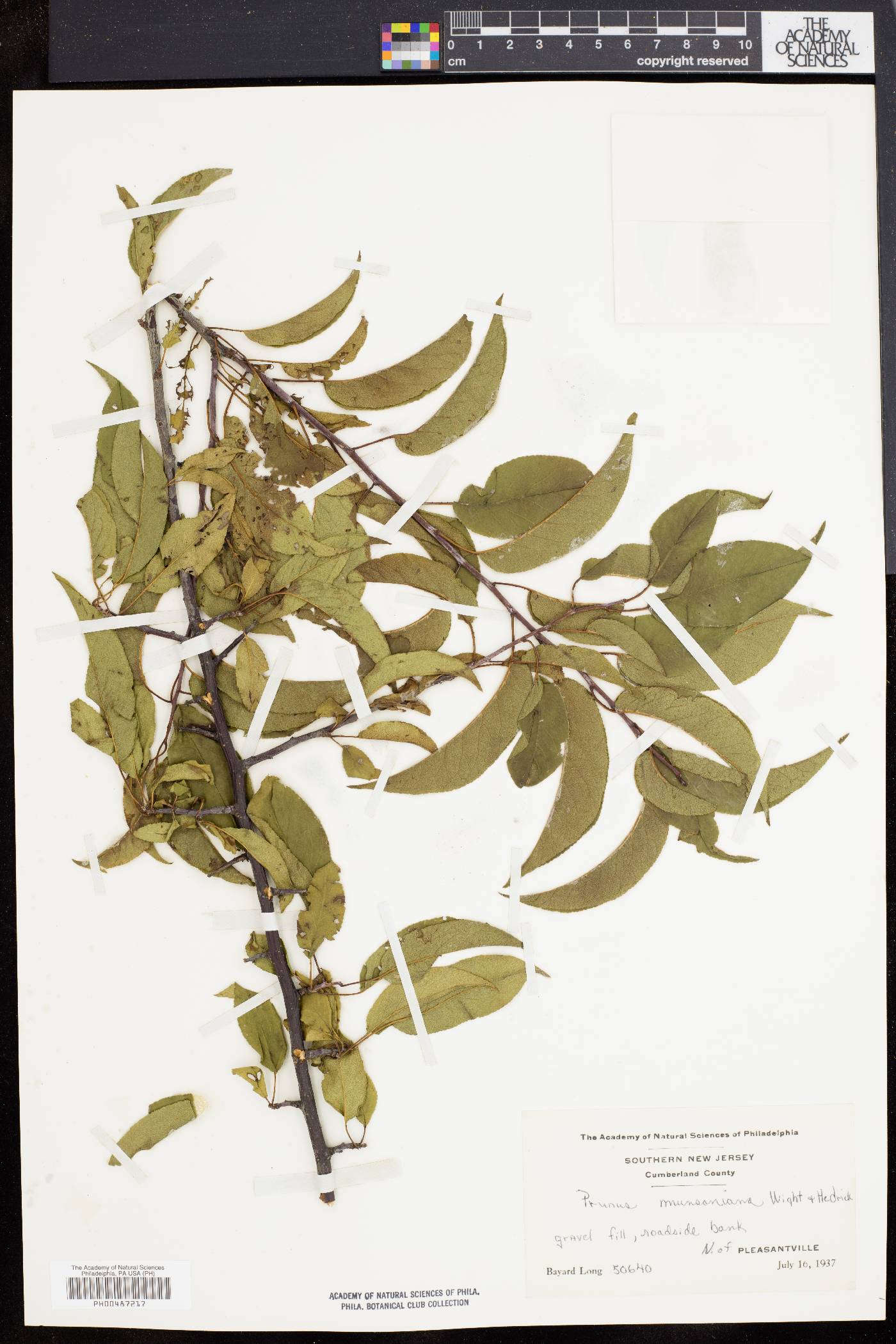 Prunus munsoniana image