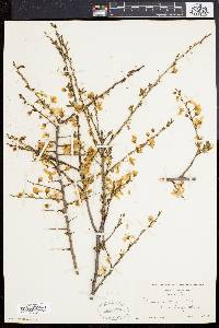 Image of Prunus nigra