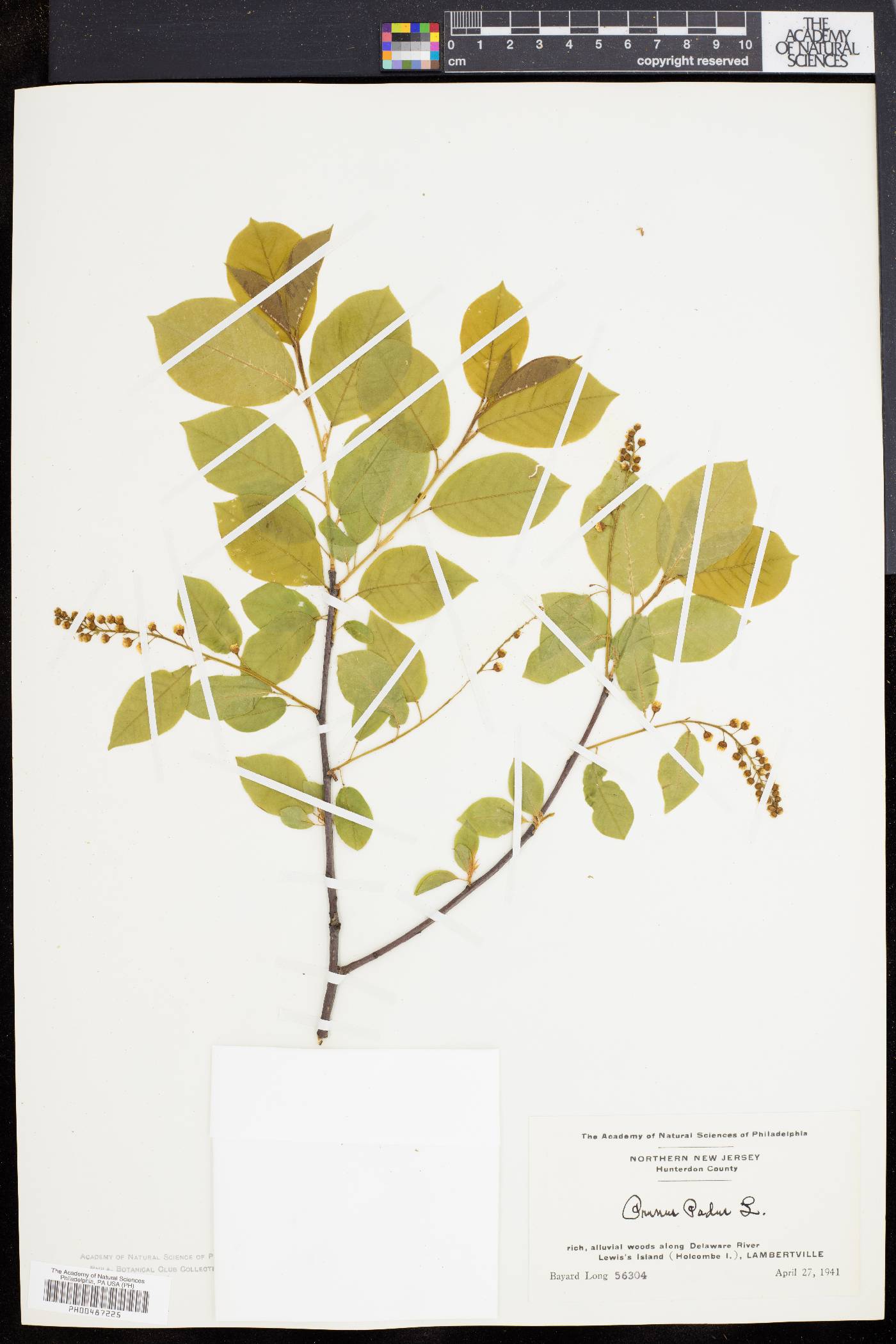 Prunus padus image