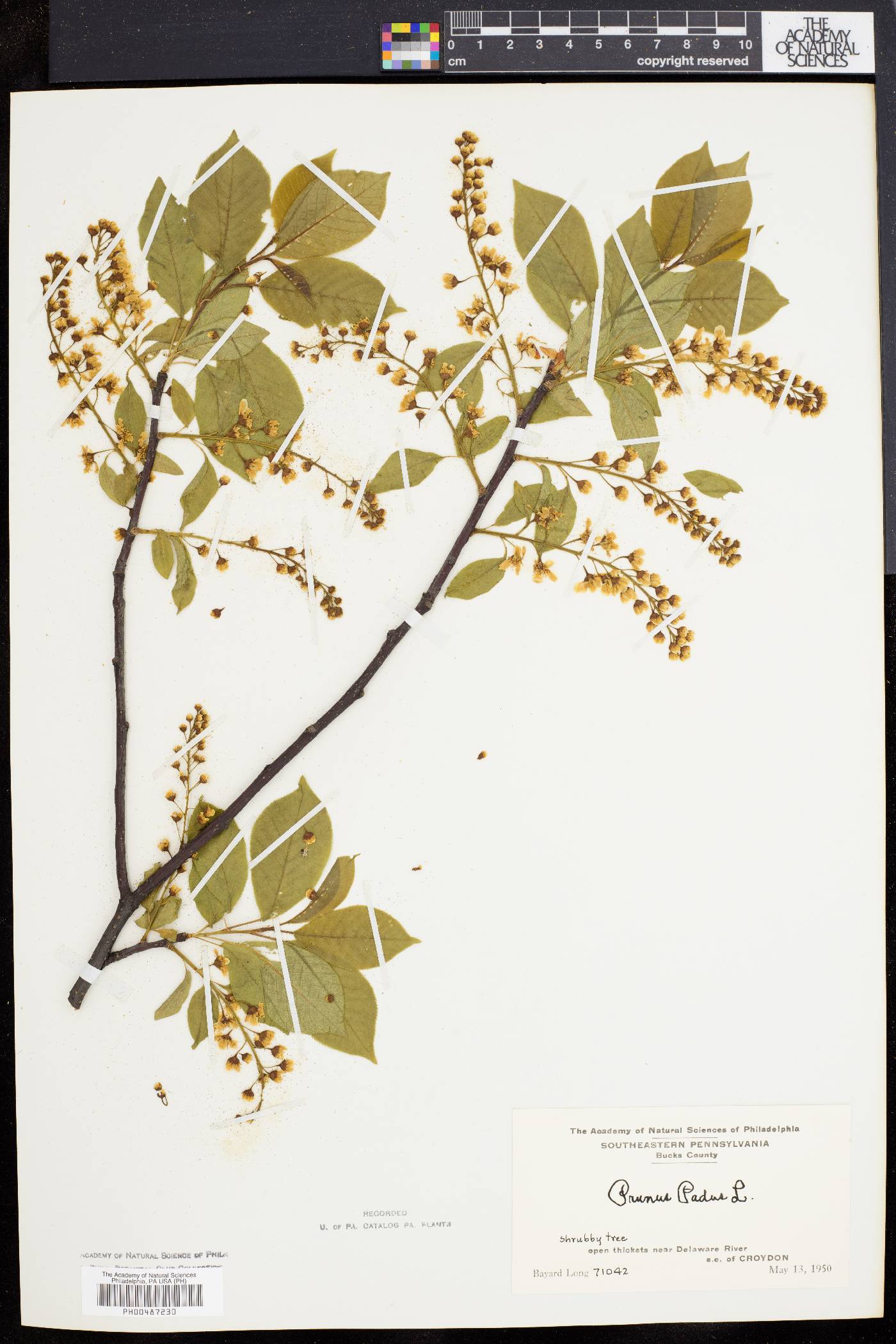 Prunus padus image