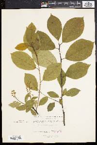 Prunus padus image