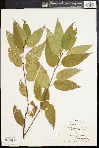 Prunus pensylvanica image