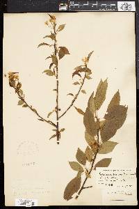 Prunus pensylvanica image