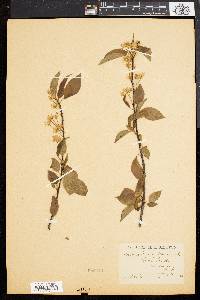 Prunus pensylvanica image