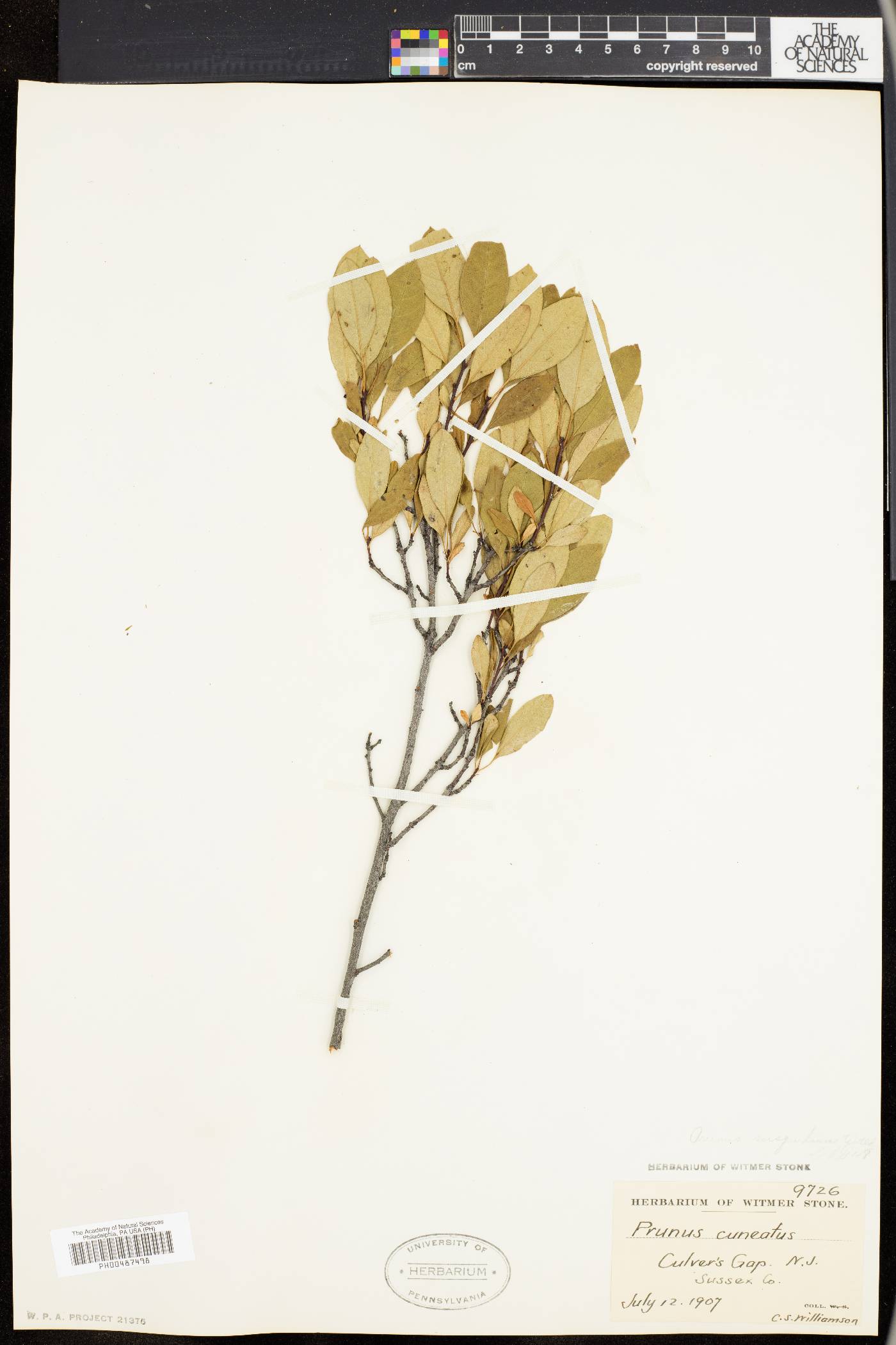Prunus susquehanae image