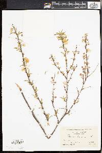 Image of Prunus triloba