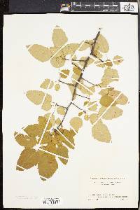 Pyrus coronaria image