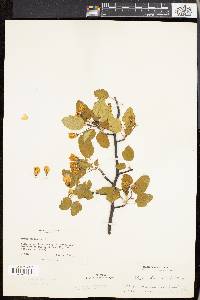 Pyrus coronaria image