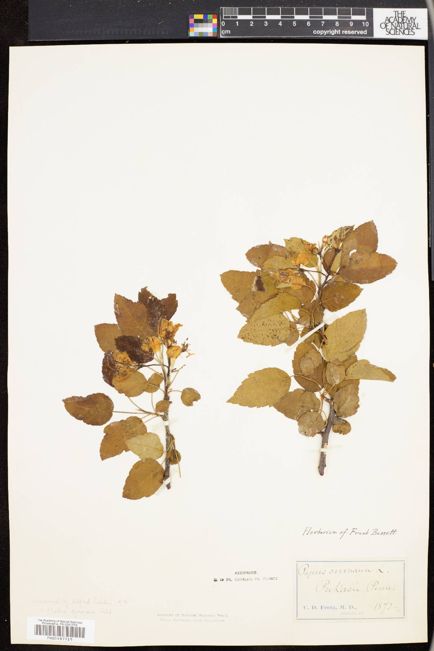 Pyrus coronaria image