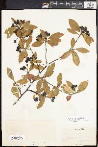 Aronia atropurpurea image