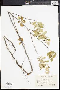 Pyrus melanocarpa image