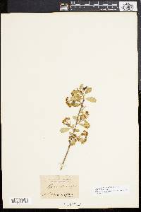 Pyrus melanocarpa image