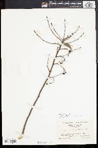 Pyrus melanocarpa image