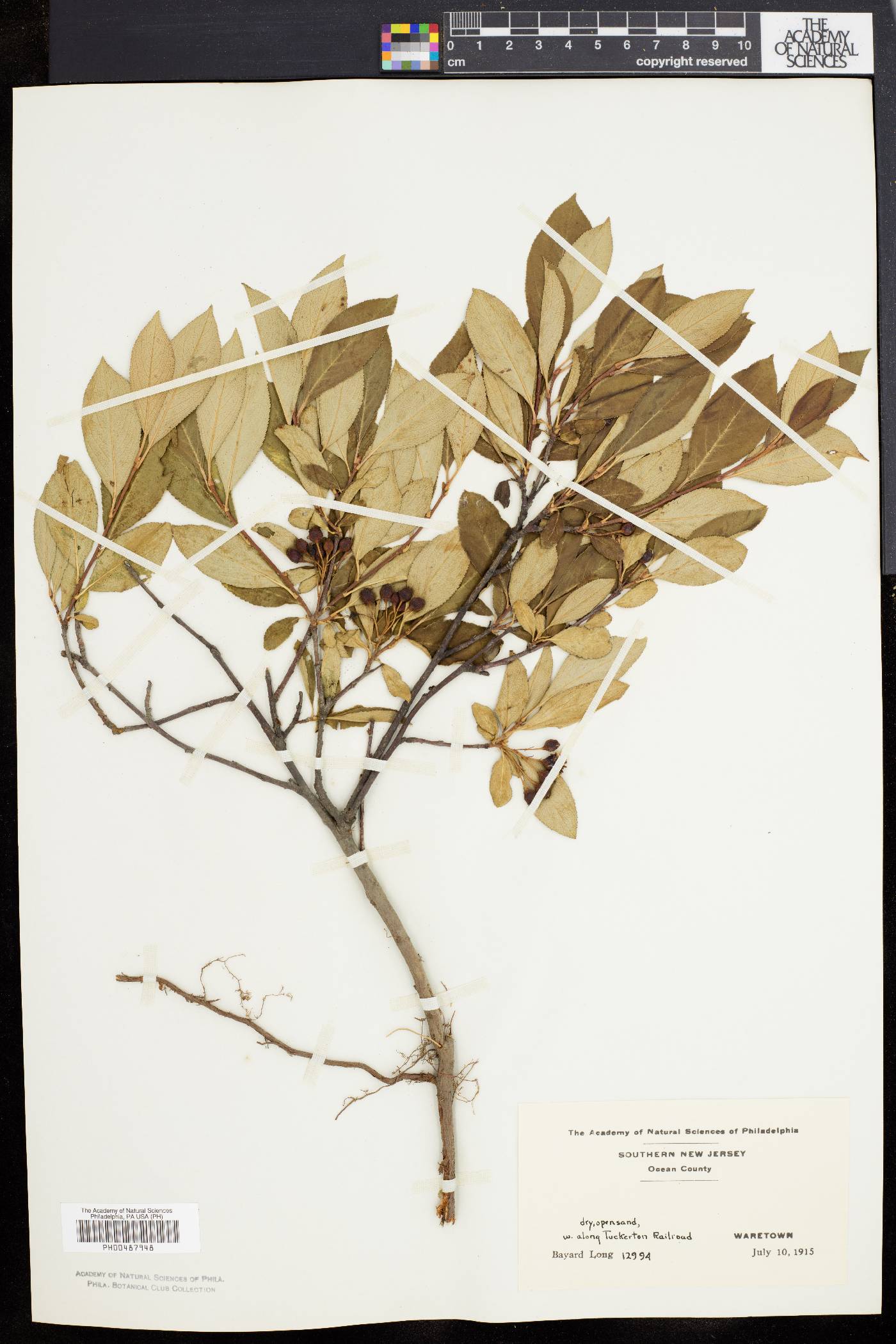 Pyrus melanocarpa image
