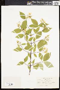 Philadelphus coronarius image