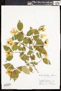 Philadelphus coronarius image