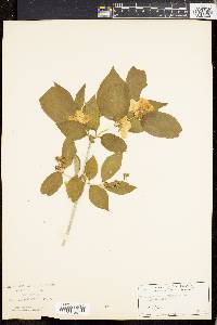 Philadelphus coronarius image