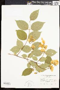 Philadelphus grandiflorus image